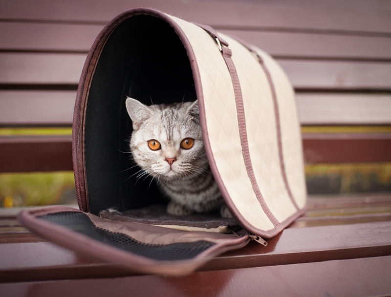 Make sure the cat feels comfortable in its carrier before going on a long trip.